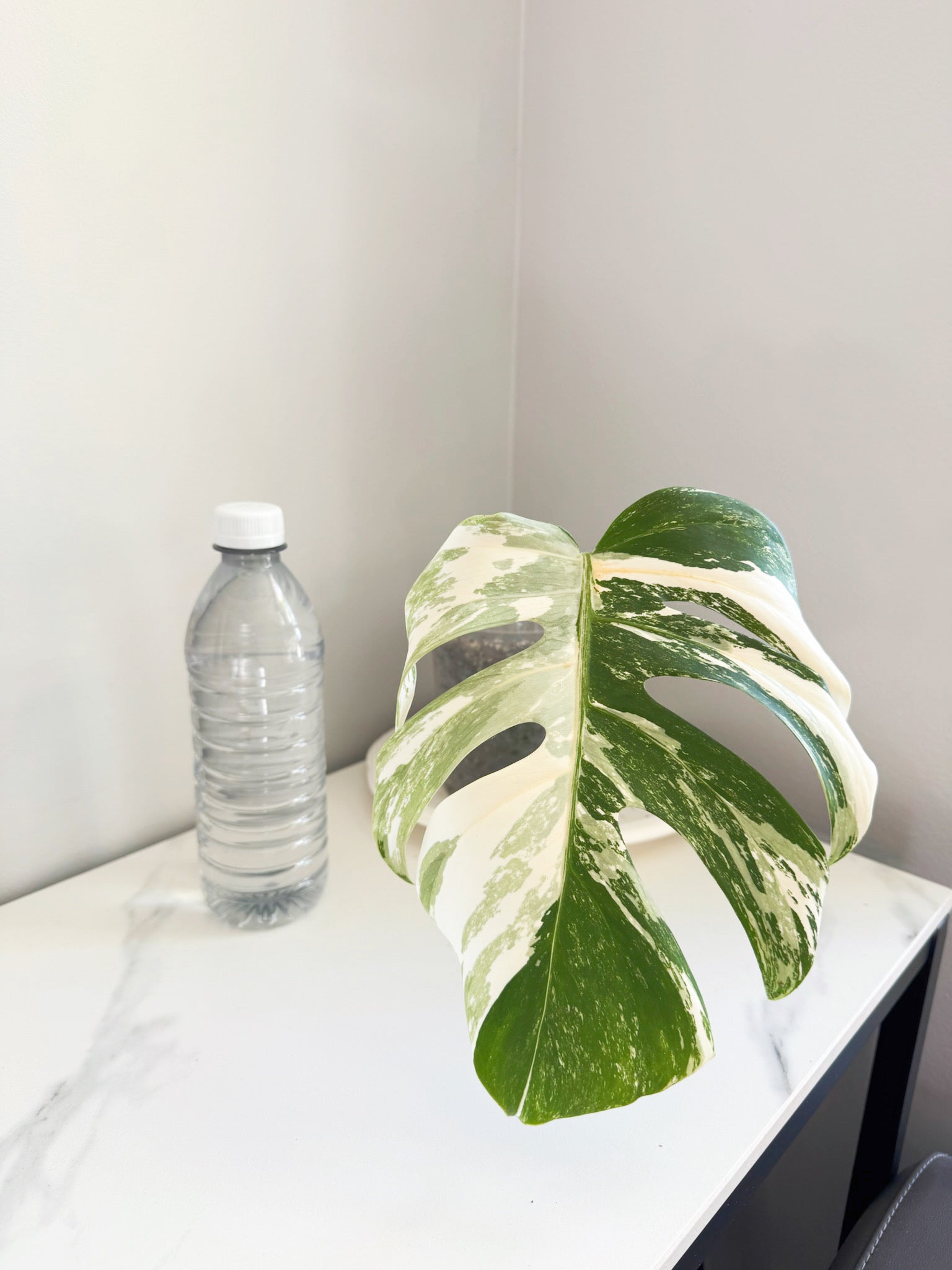 Monstera Albo -Japan *Pick up& GTA Delivery Only*