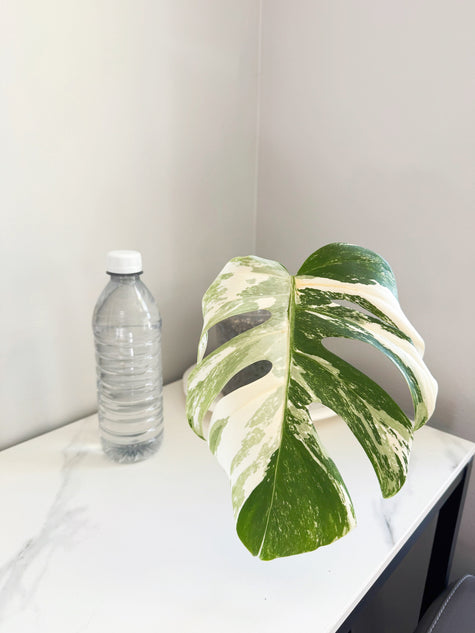 Monstera Albo -Japan *Pick up& GTA Delivery Only*