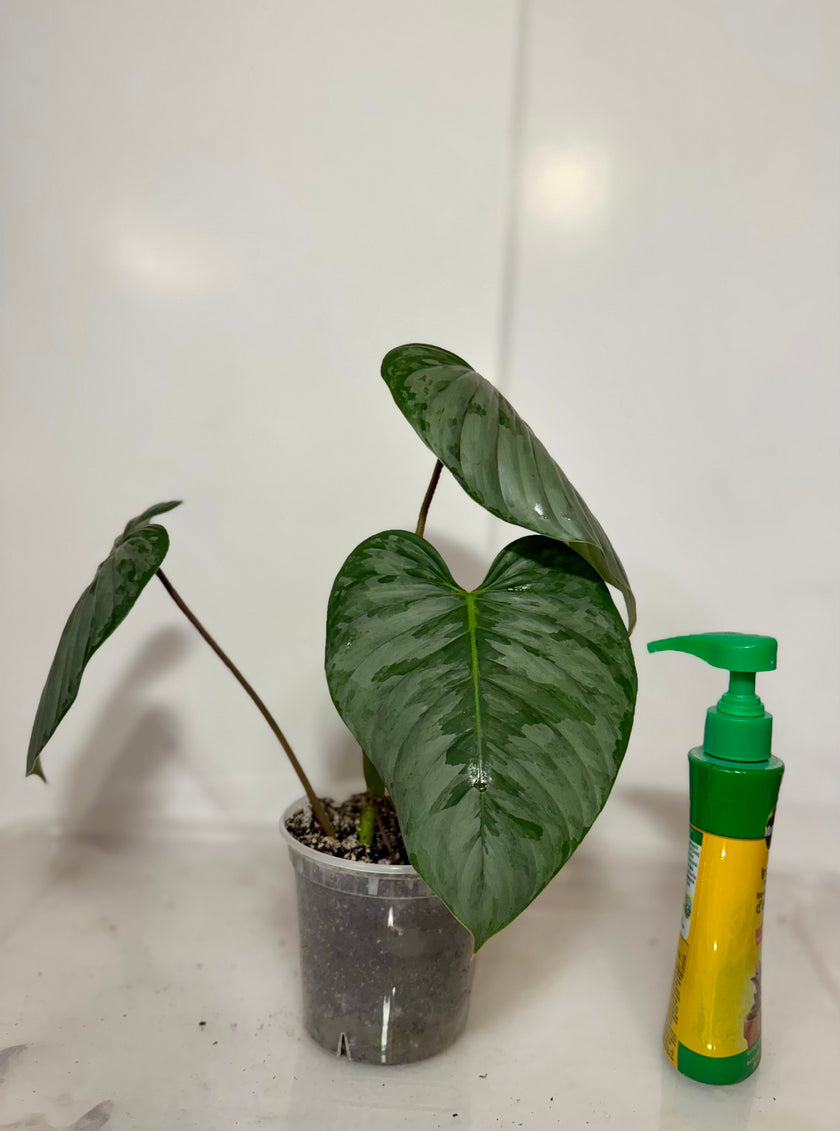 Philodendron Sodiroi