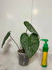 Philodendron Sodiroi
