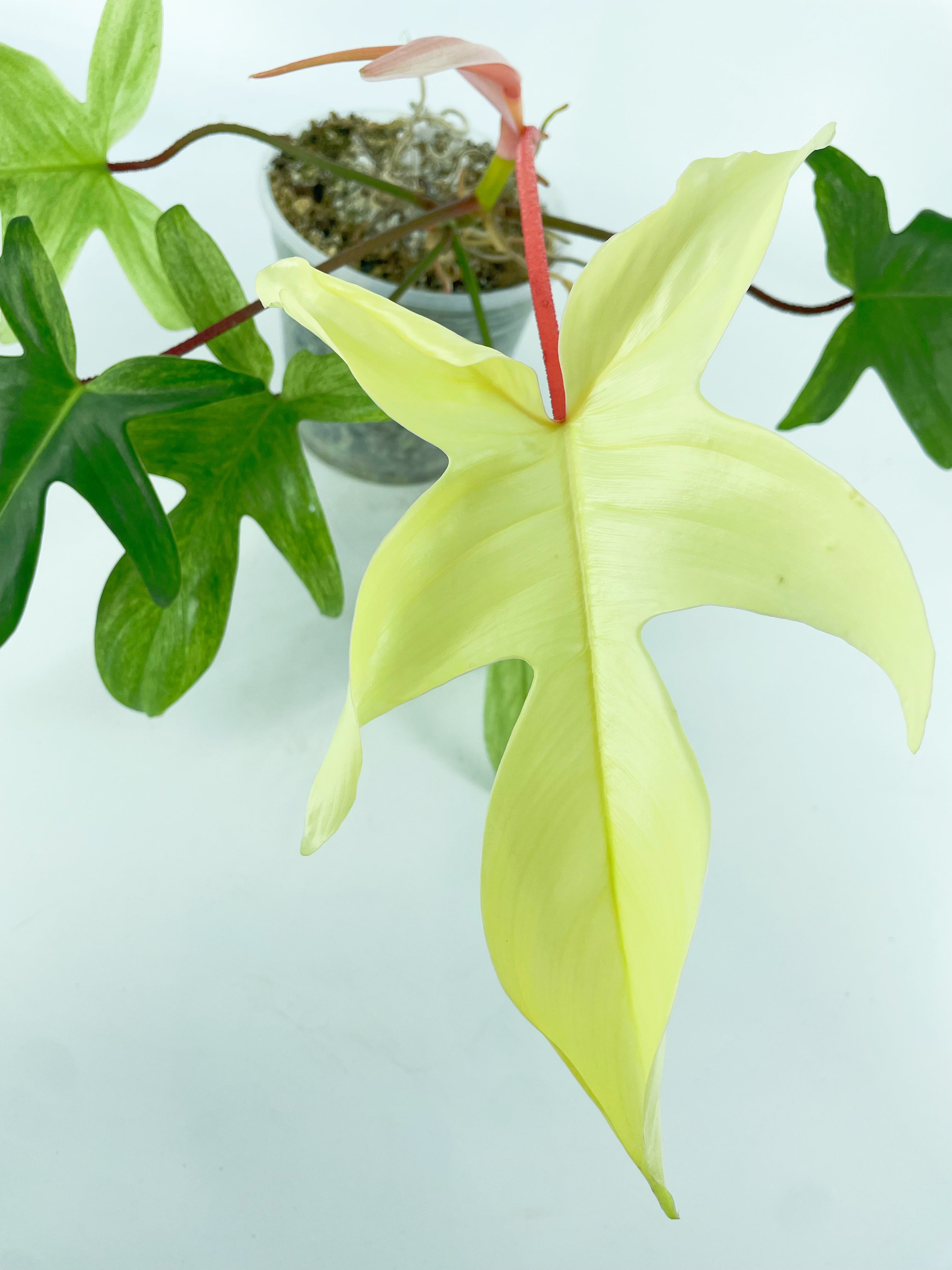 Philodendron Florida Ghost XL