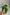 Monstera Albo
