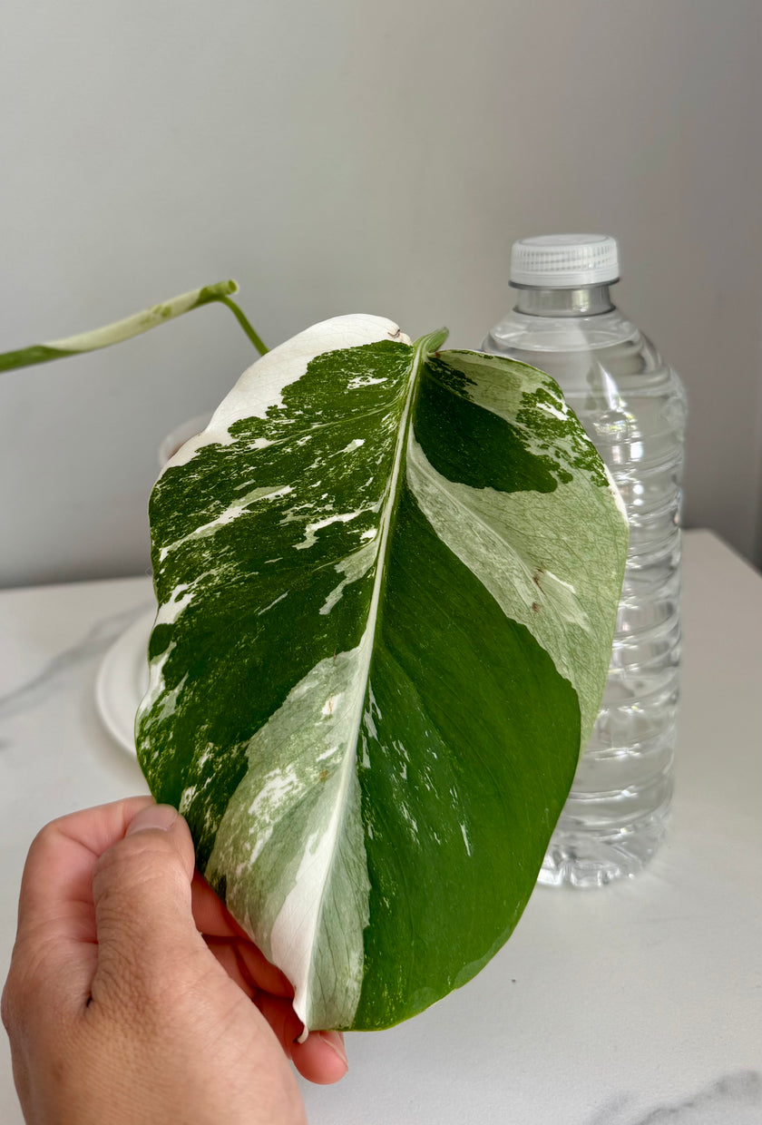 Monstera Albo
