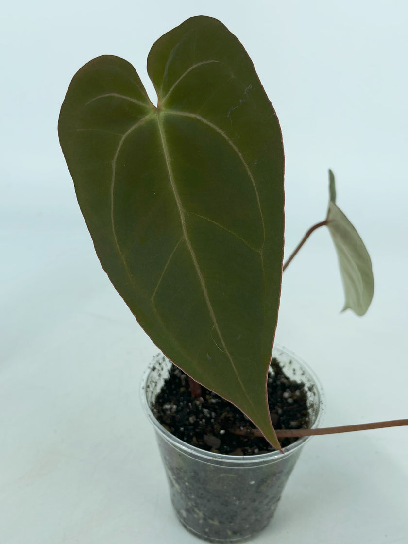 Anthurium Ace of Spades Self
