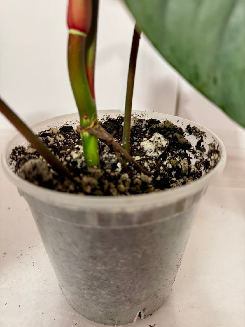 Philodendron Sodiroi