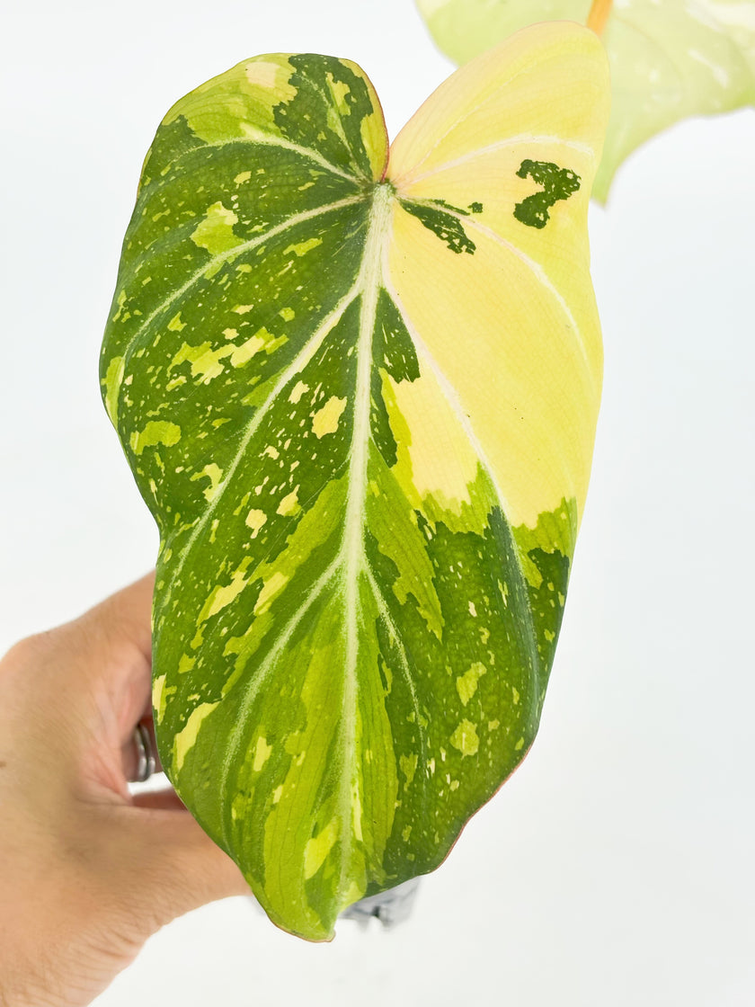 Philodendron Gloriosum Tricolor@BC Warehouse