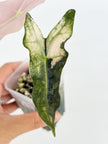 Alocasia Noblis Pink K form @BC Warehouse