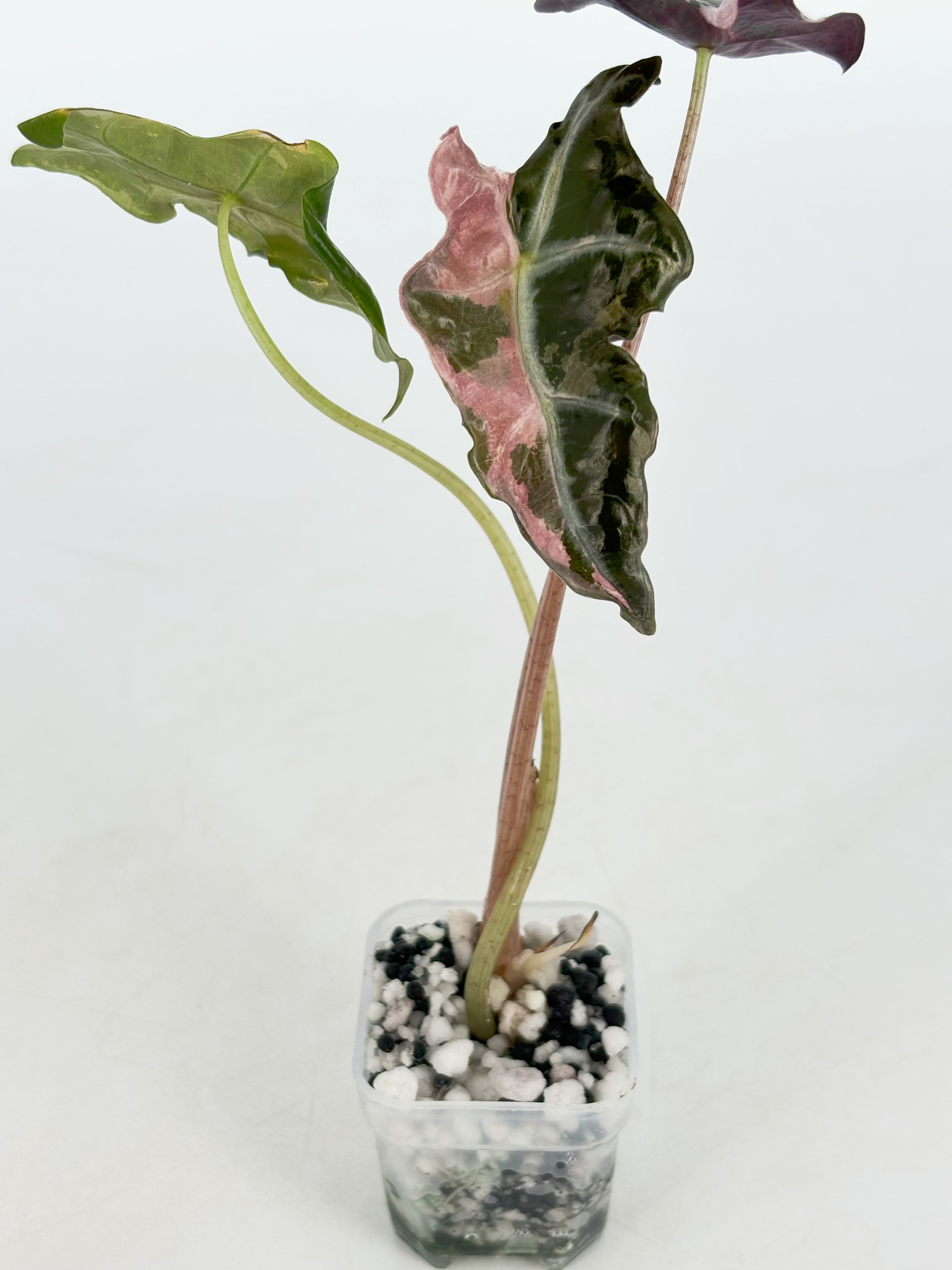 Alocasia Nobilis Pink K form@BC Warehouse