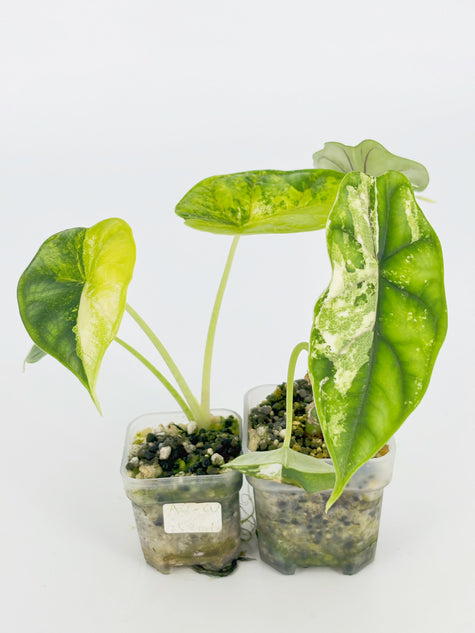 Alocasia Dragon Scale Var Duo @BC Warehouse