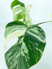 Monstera Albo *Pick up&Local Delivery Only* 3 leaves