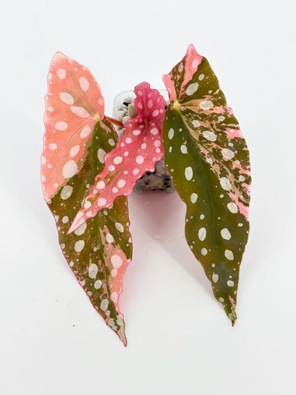 Begonia Maculata Pink@BC Warehouse