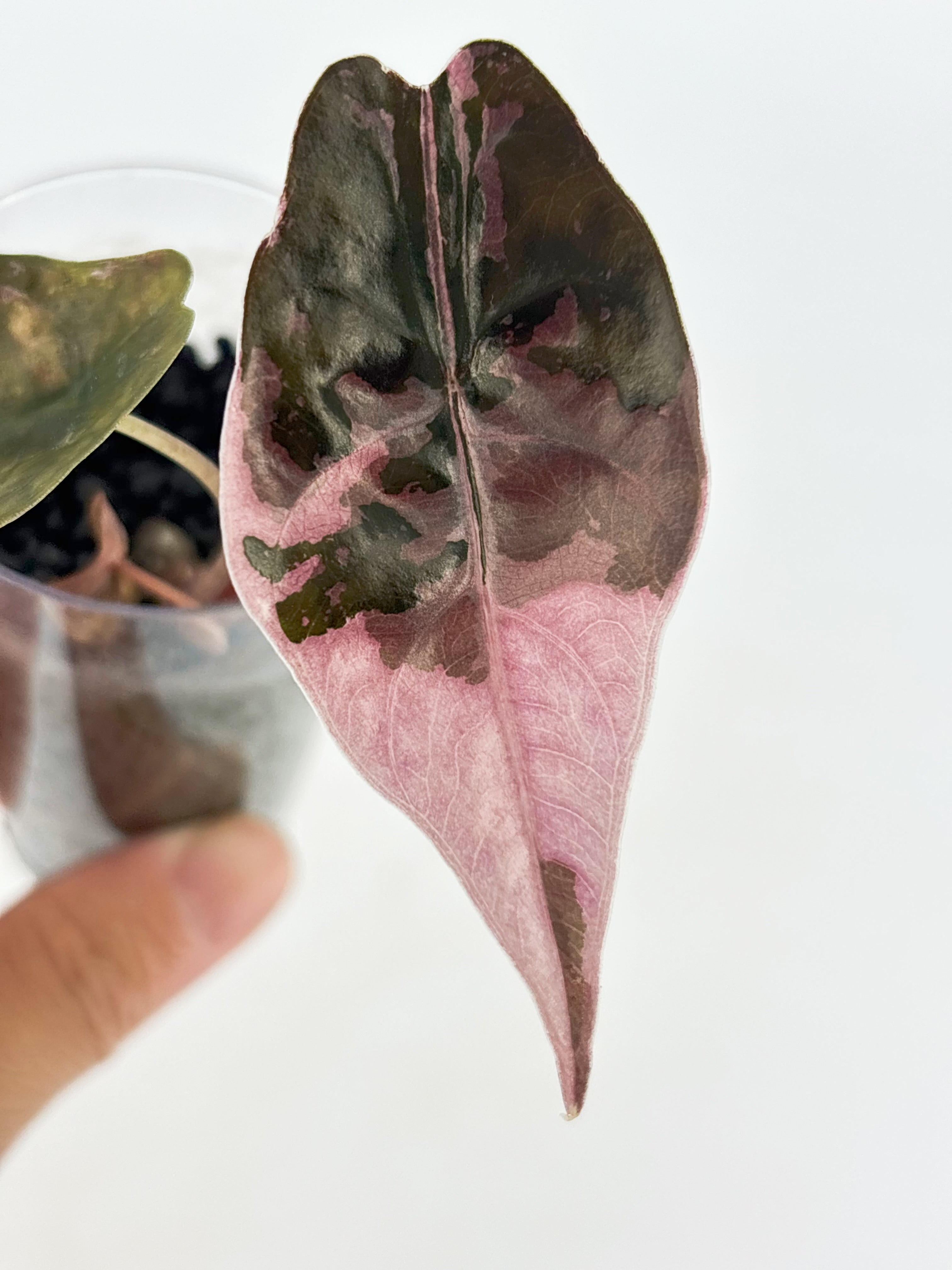 Alocasia Pink Pup Combo @BC Warehouse