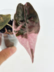 Alocasia Pink Pup Combo @BC Warehouse