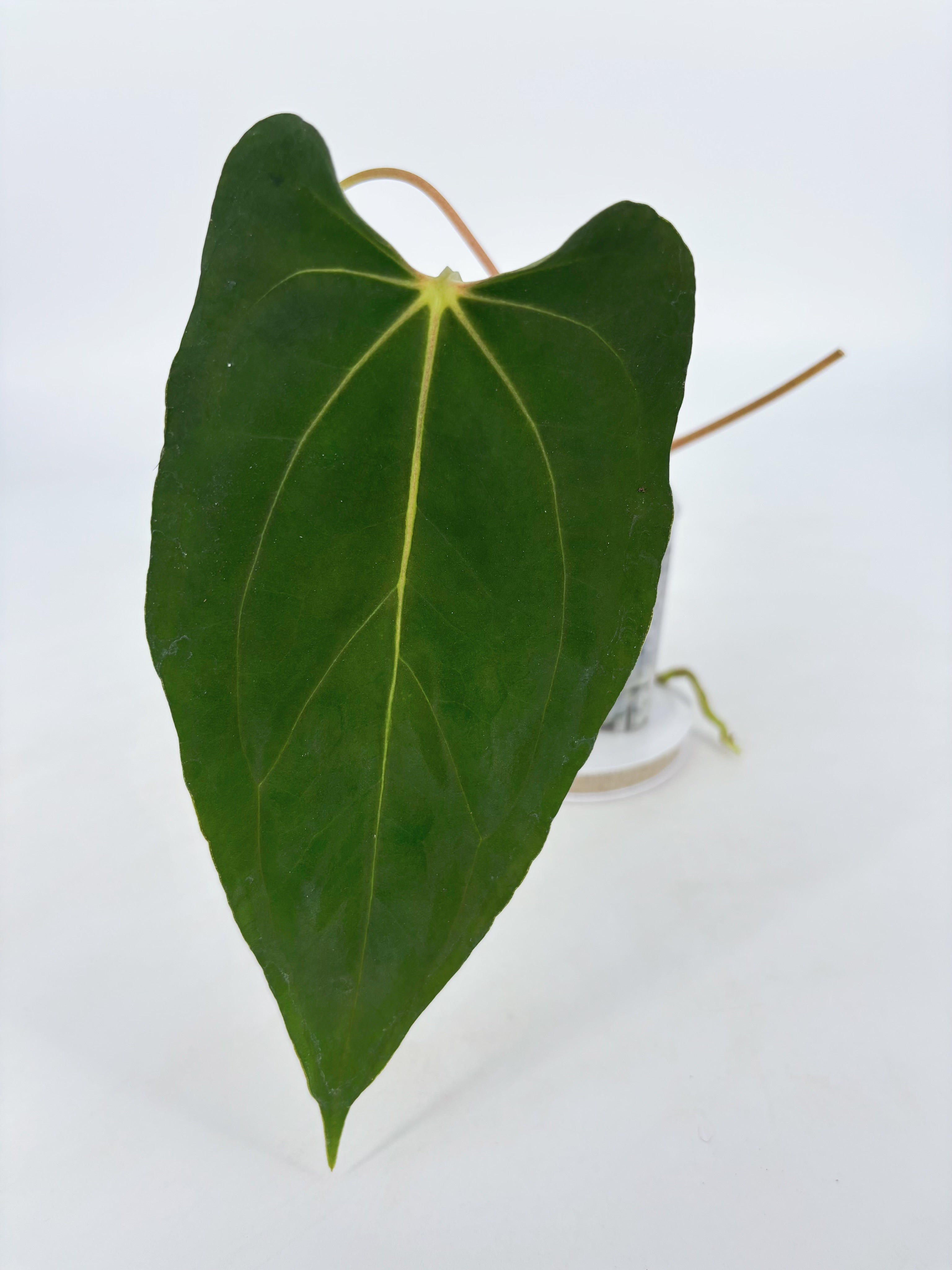 Anthurium Papi FS x BVEP by Kartel Duan @BC Warehouse