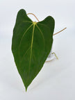 Anthurium Papi FS x BVEP by Kartel Duan @BC Warehouse