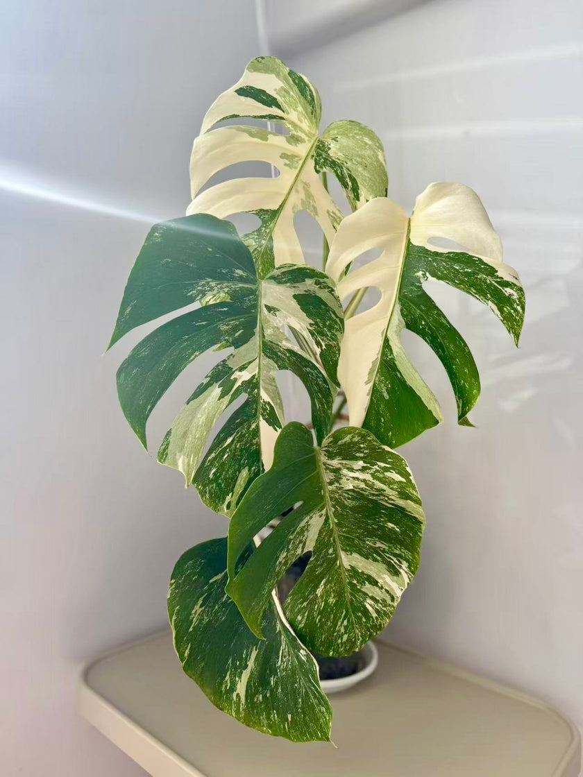 Monstera Albo -Japanese XL (Pick up& GTA Delivery Only)