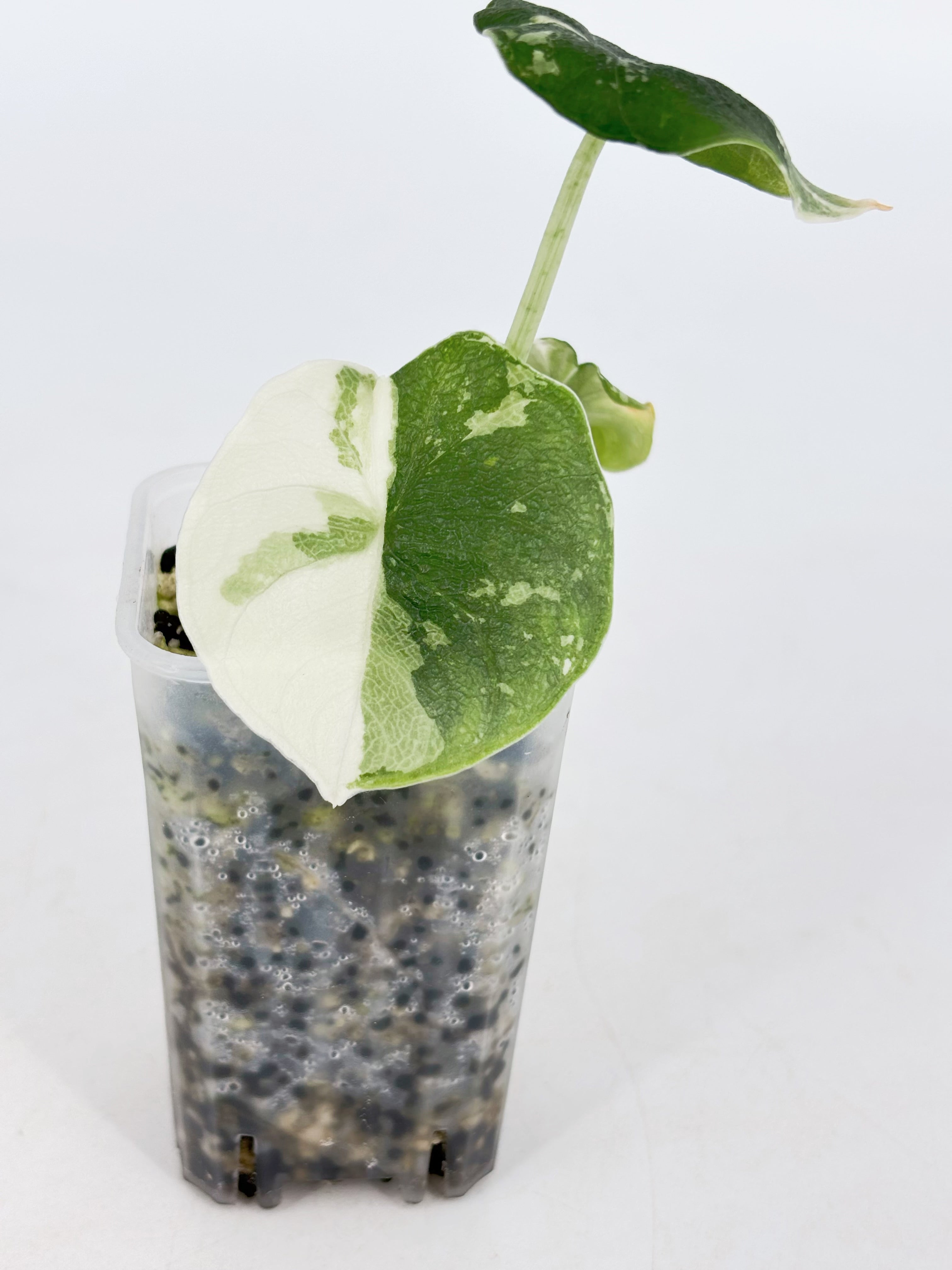 Alocasia Melo Albo@BC Warehouse