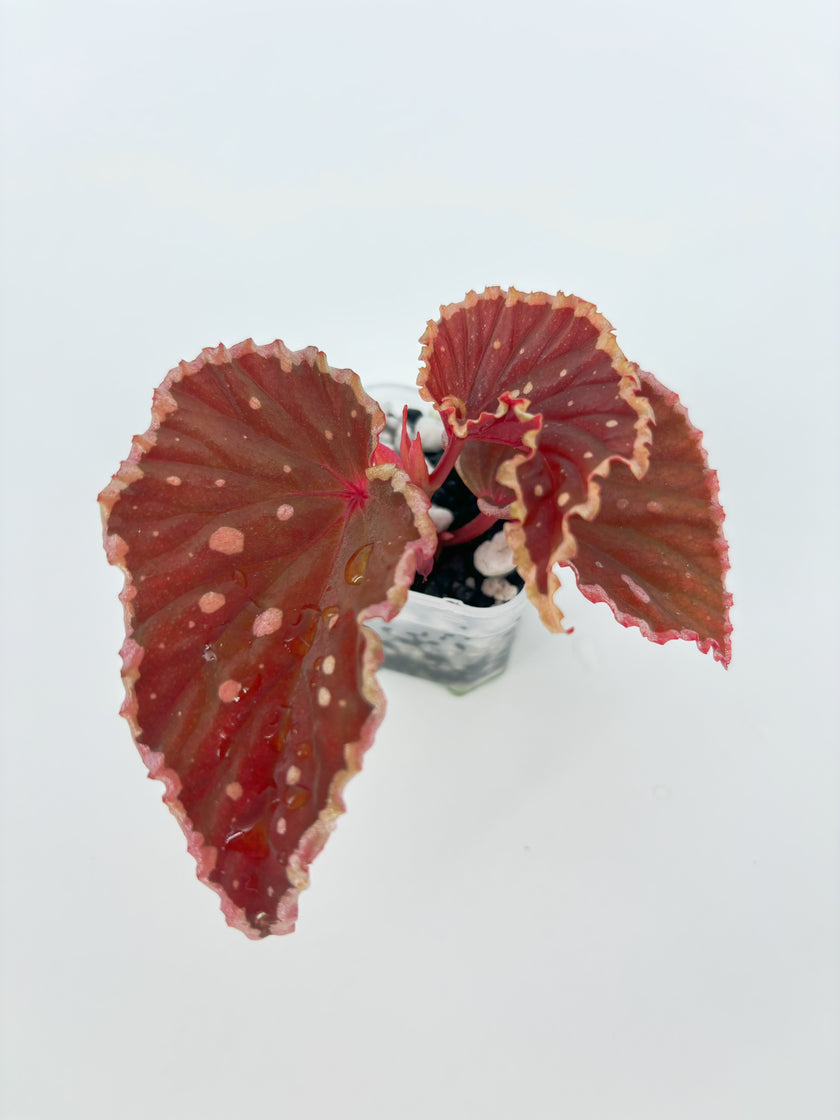 Begonia combo (Darth x Maloch & Pink Maculata) @BC Warehouse