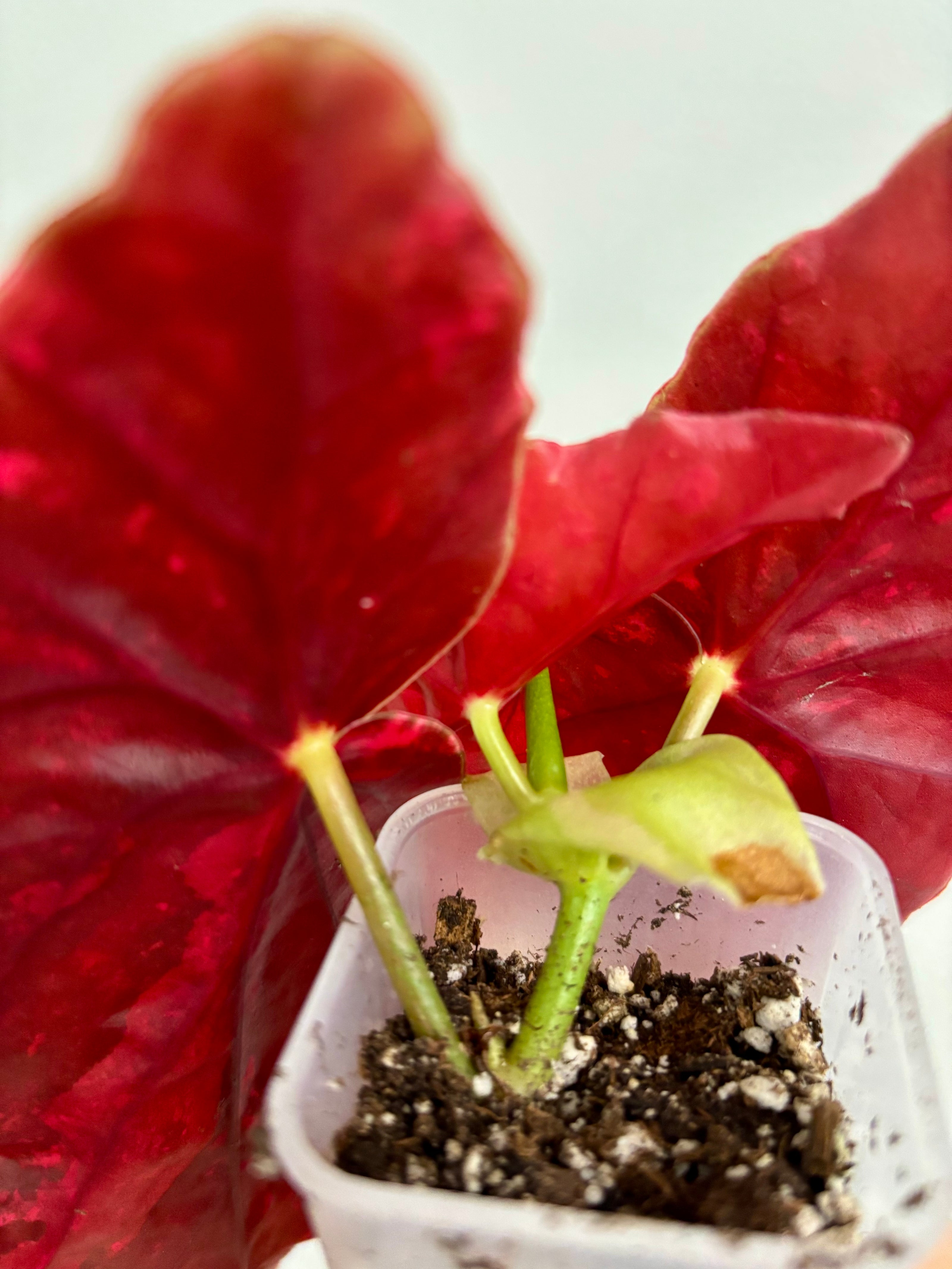 Begonia Maculata Pink Var