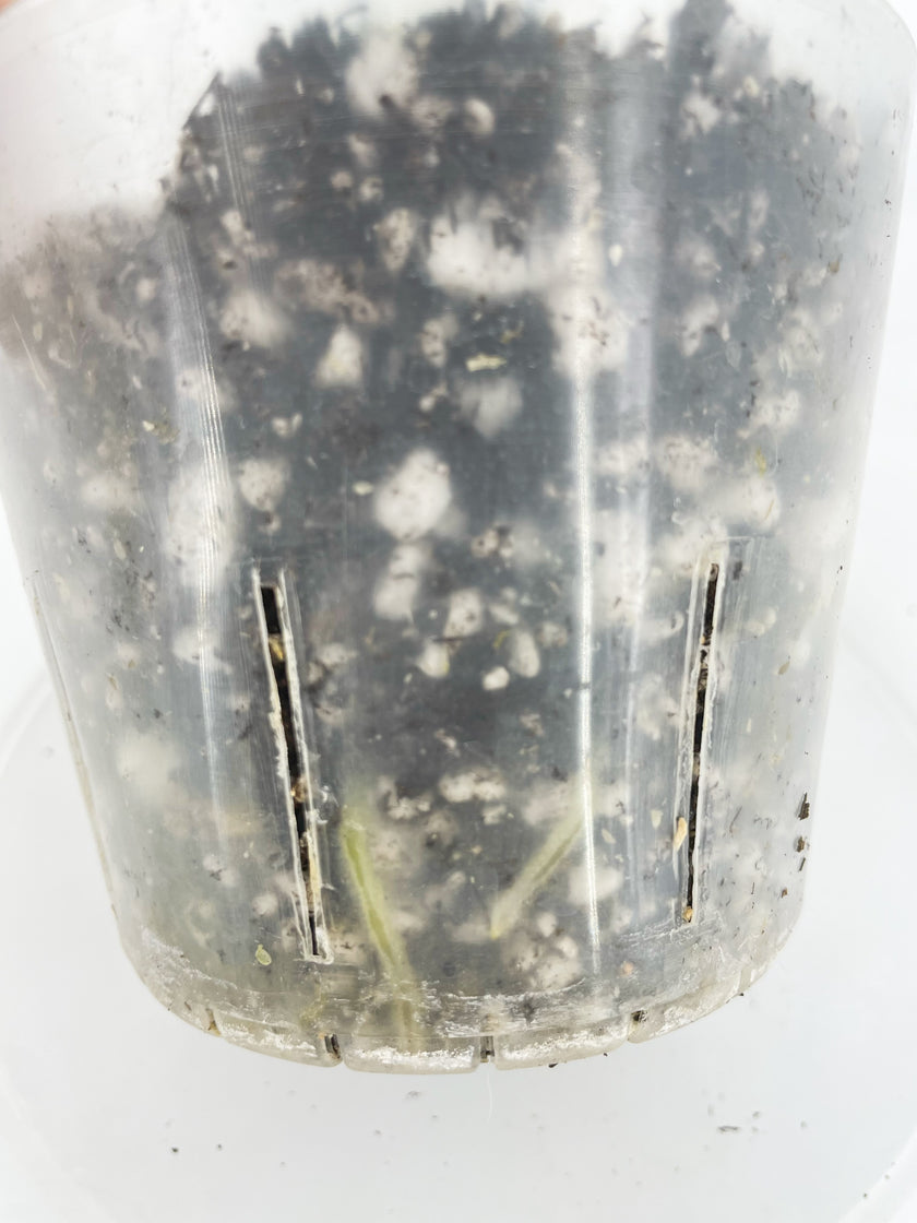 Anthurium King of Spades (KOS) *Multiple Available Random Selection*