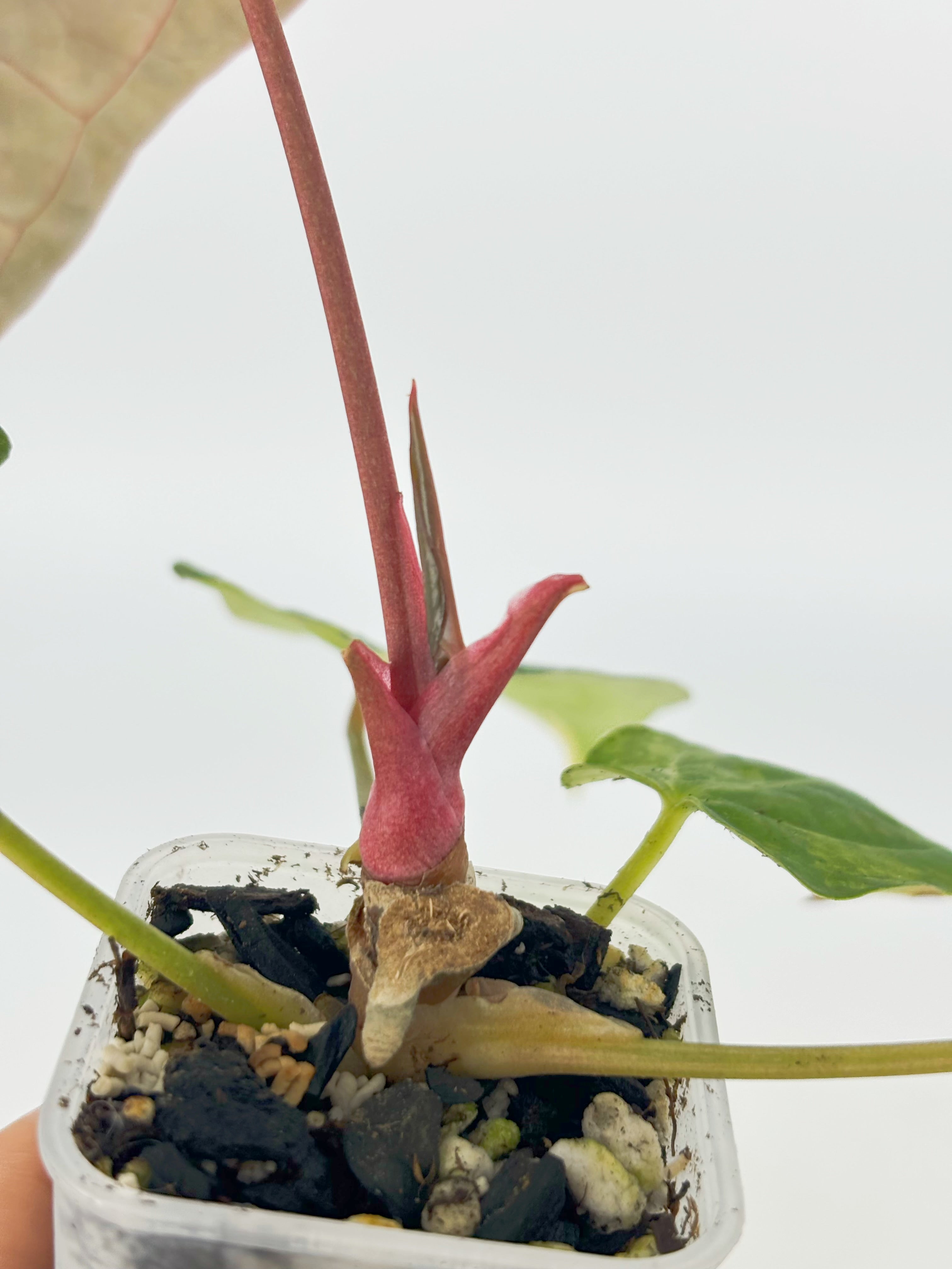 Anthurium Forgetii x Zara Michelle Variegated@BC Warehouse