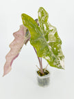 Alocasia Pseudo Pink Var -corming size@BC Warehouse