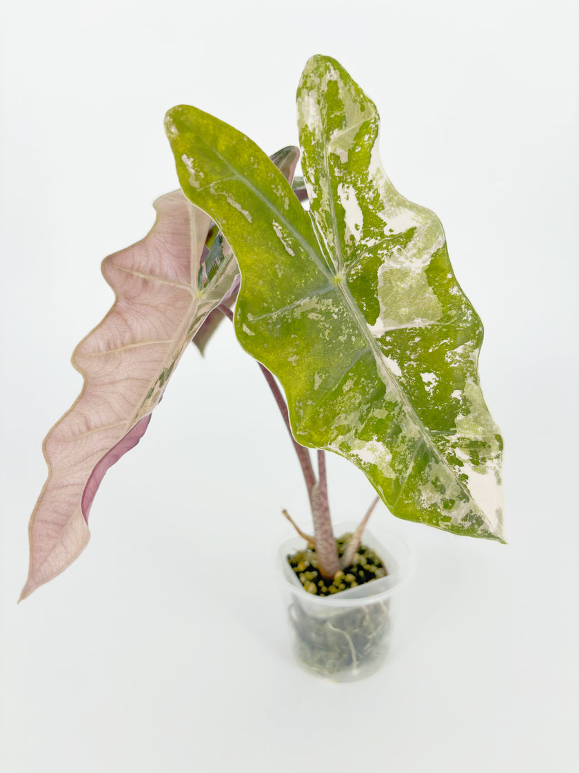 Alocasia Pseudo Pink Var -corming size@BC Warehouse