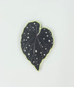 Tropical Leaf Magnet — Begonia Series