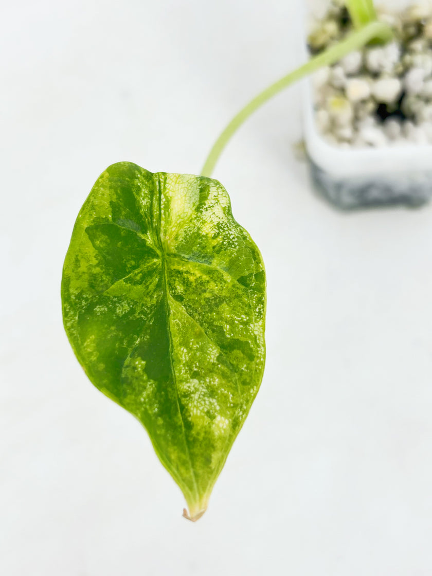 Alocasia Dragon Scale Var Duo @BC Warehousel