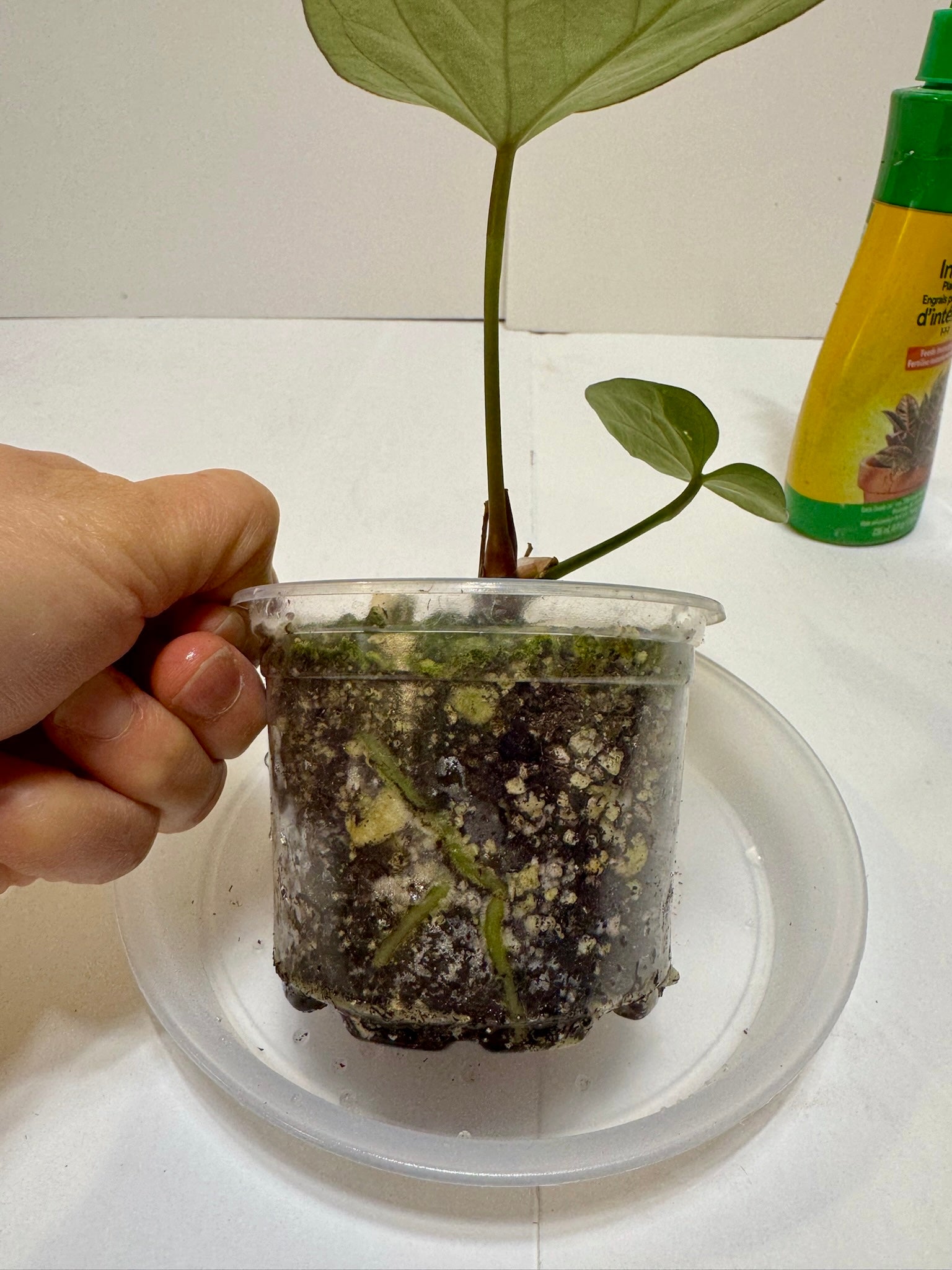 Anthurium King of Spades (KOS)