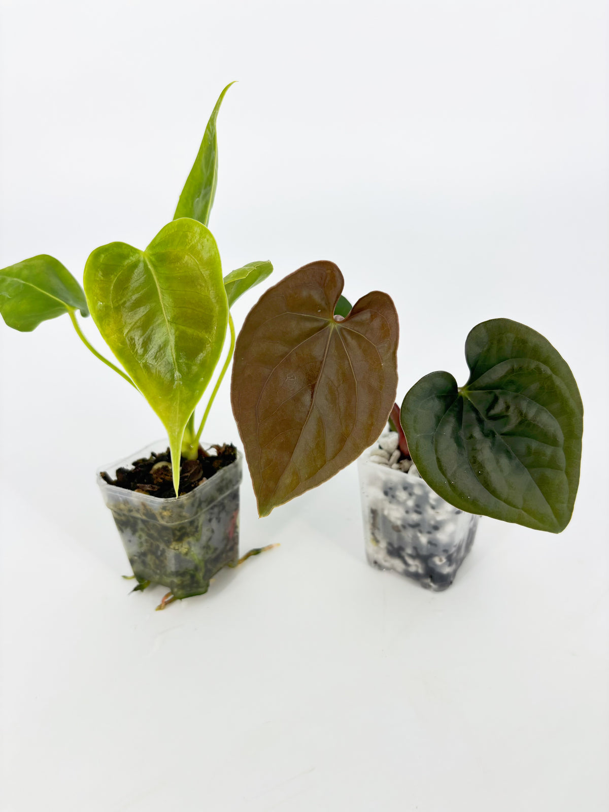 Anthurium Combo (Veitchii & Papi fsrl x Lux) @BC Warehouse