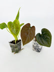 Anthurium Combo (Veitchii & Papi fsrl x Lux) @BC Warehouse