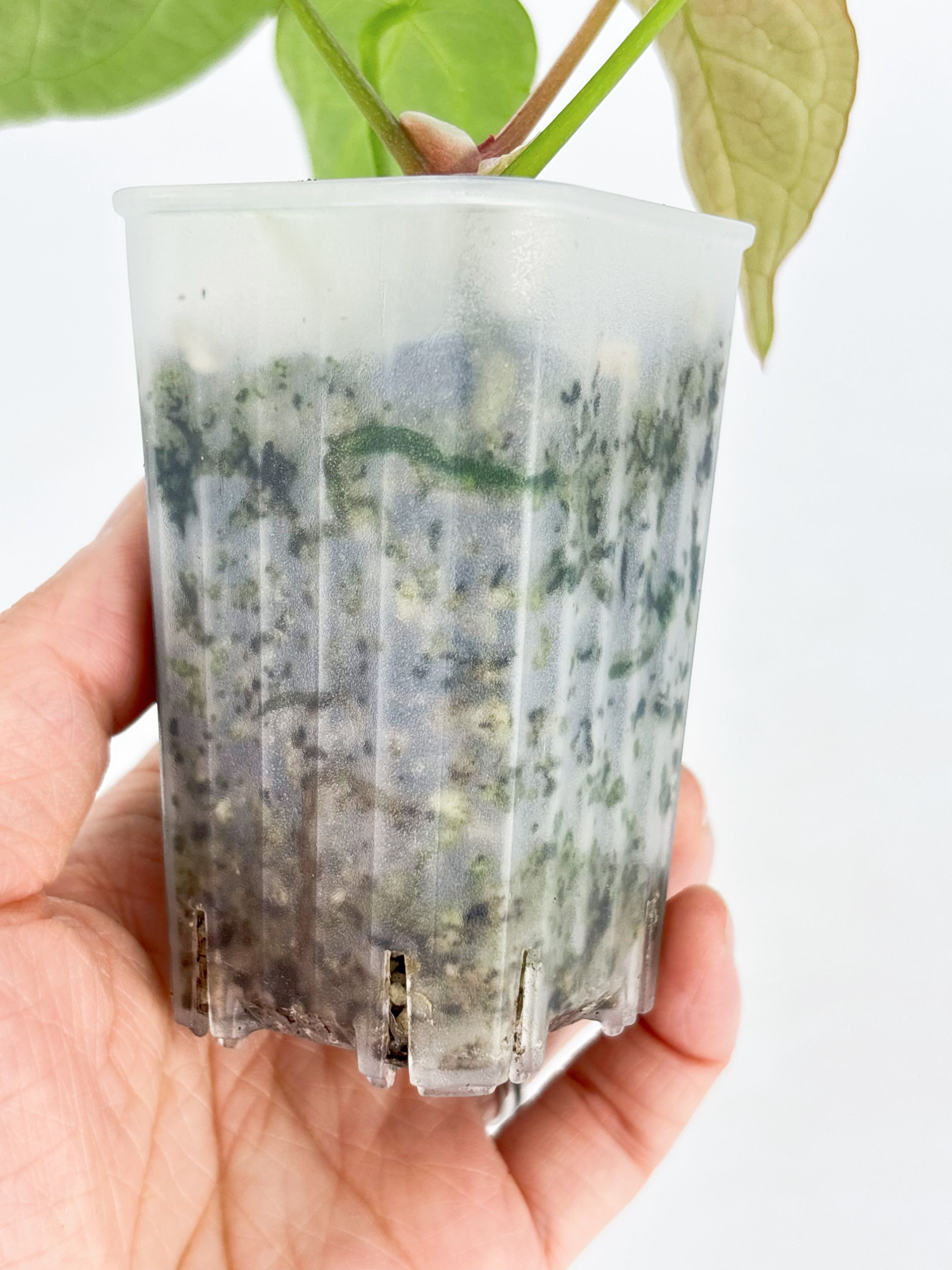 Anthurium Crystallinum Var @BC Warehouse
