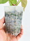 Anthurium Crystallinum Var @BC Warehouse
