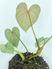 Philodendron Gloriosum *Pick up& Local Delivery Only*