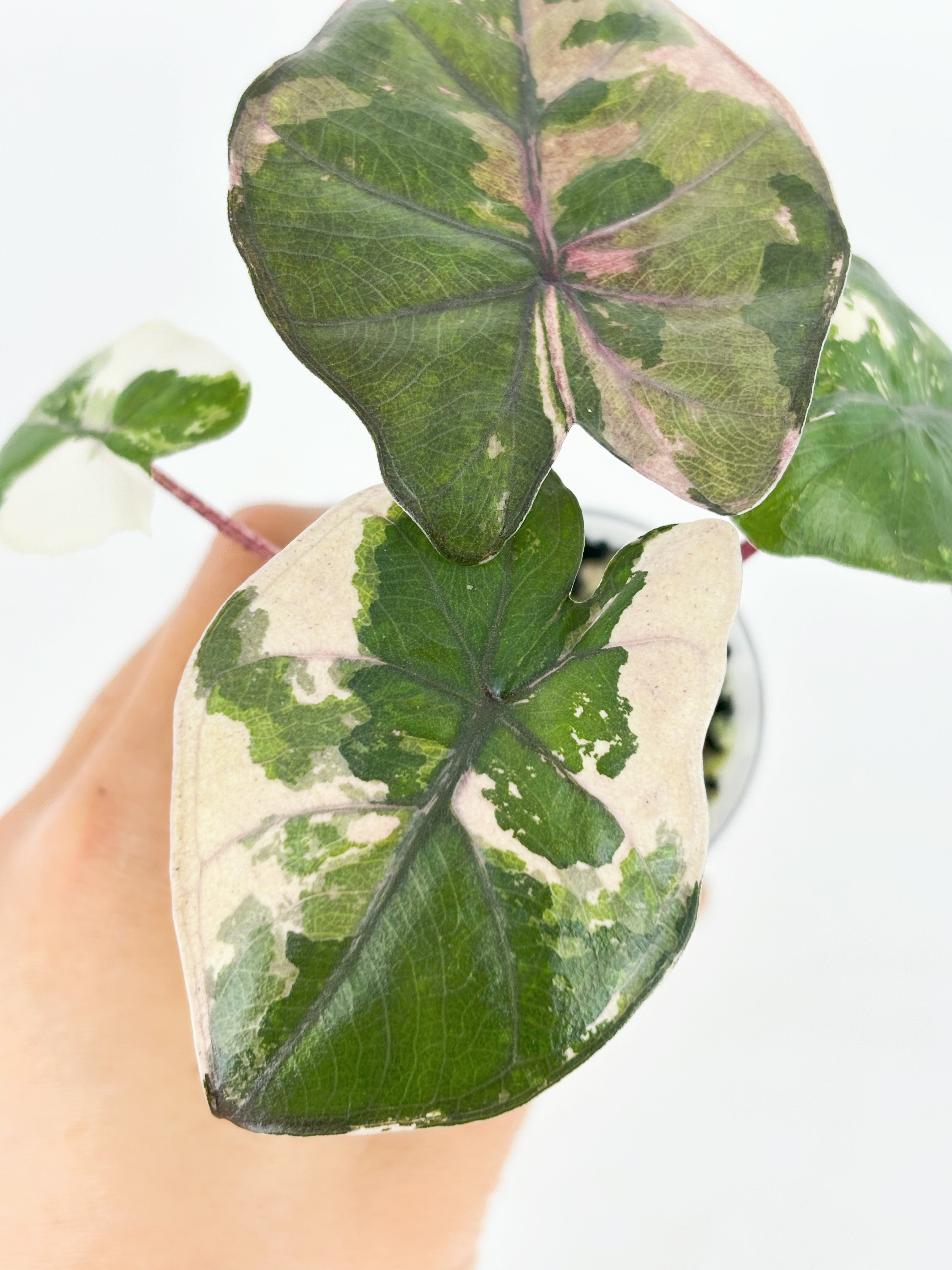 Alocasia Yucanta Princess Albo @BC Warehouse