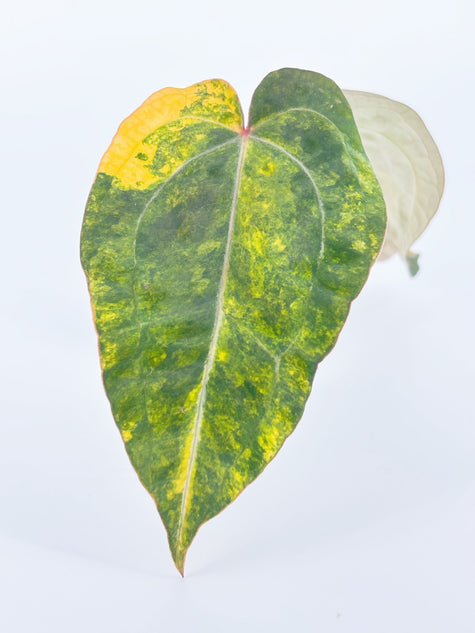Anthurium Forgetii x Zara Michelle Variegated@BC Warehouse