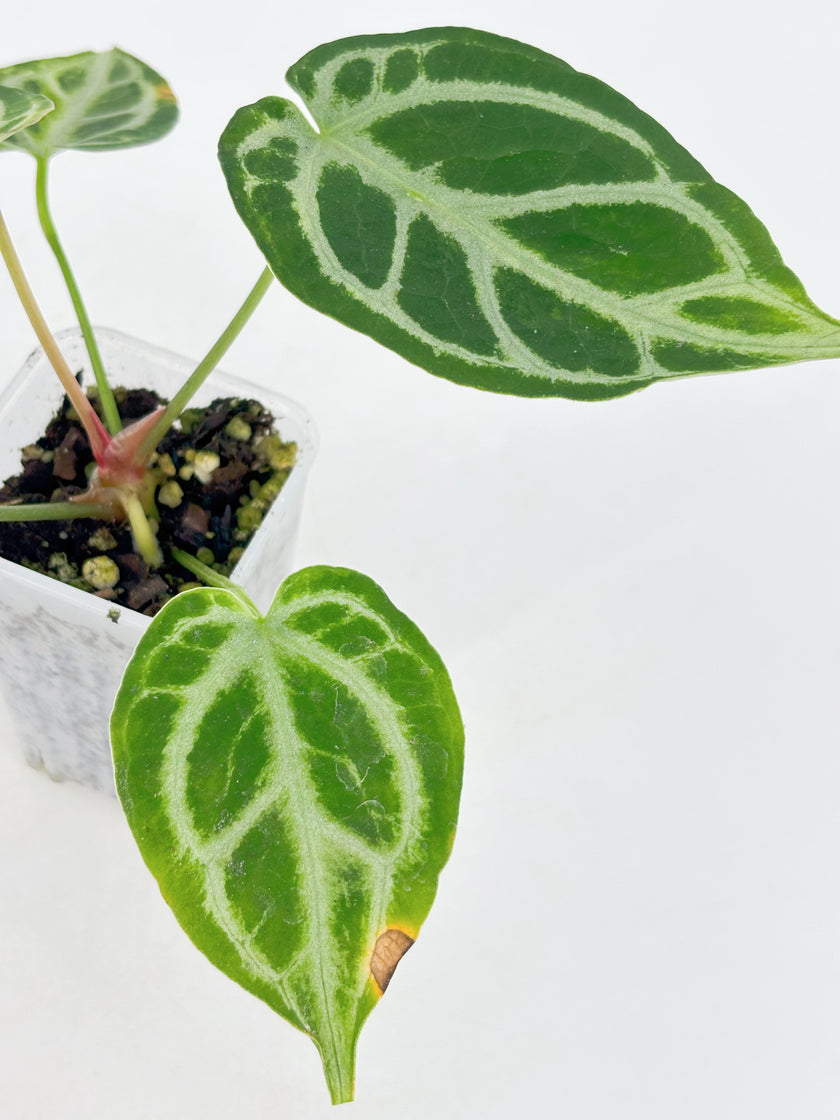Anthurium Crystallinum Var
@BC Warehouse