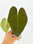 Anthurium Combo@BC Warehouse