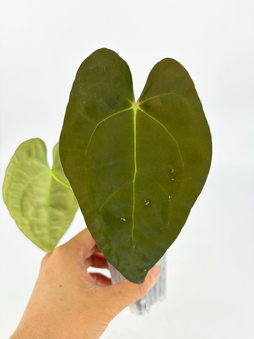 Anthurium Combo@BC Warehouse