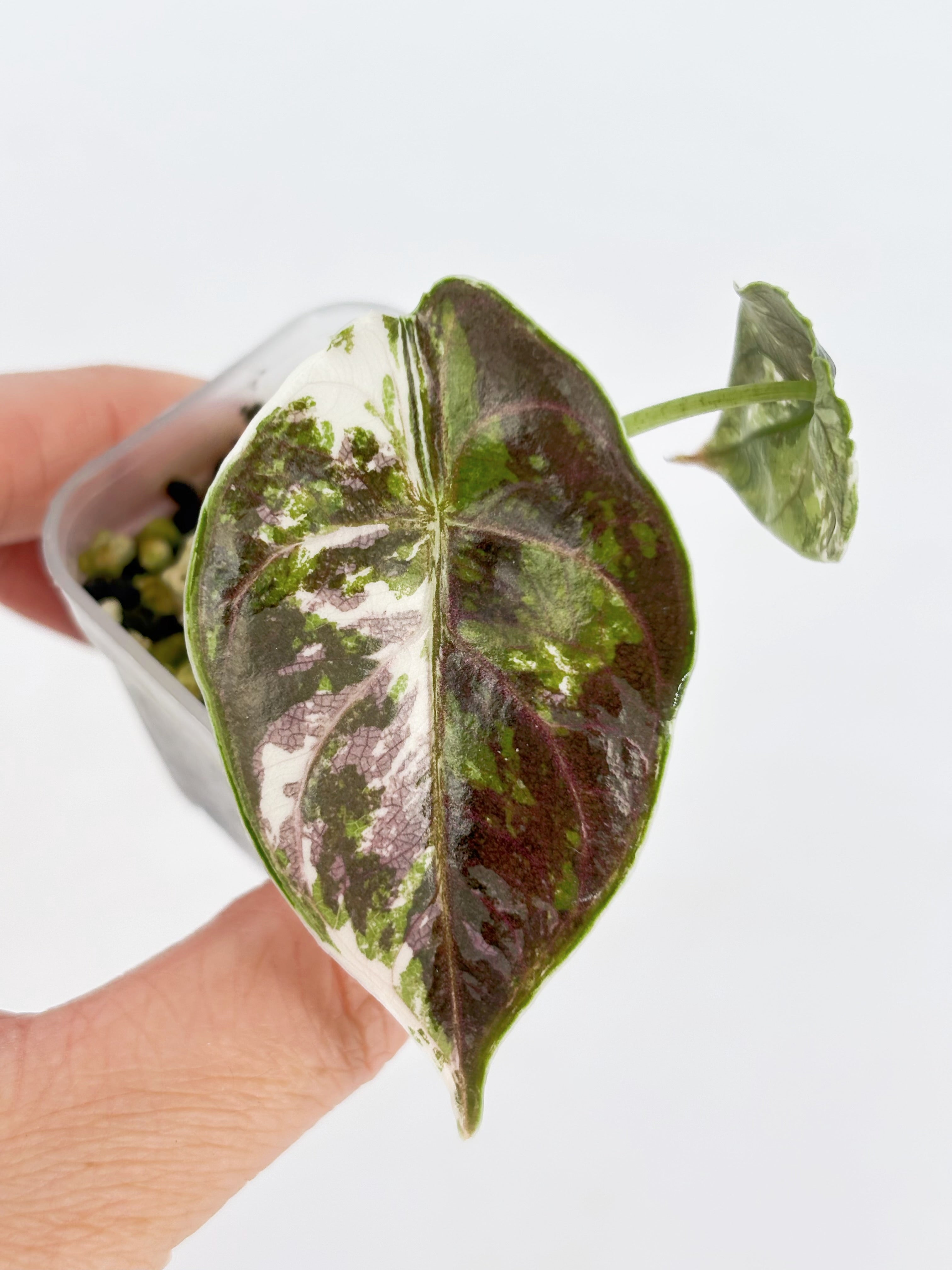 Alocasia Azlanii pink/albo@BC Warehouse