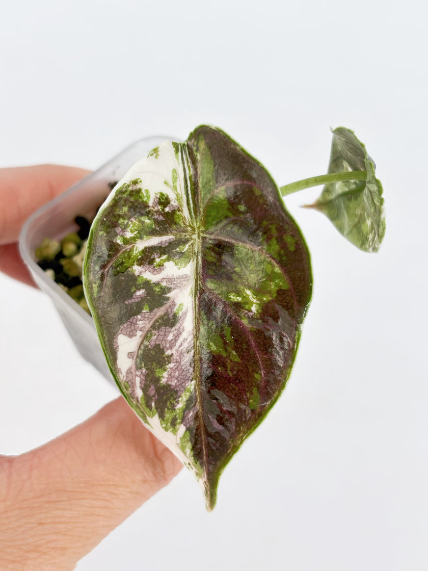 Alocasia Azlanii pink/albo@BC Warehouse