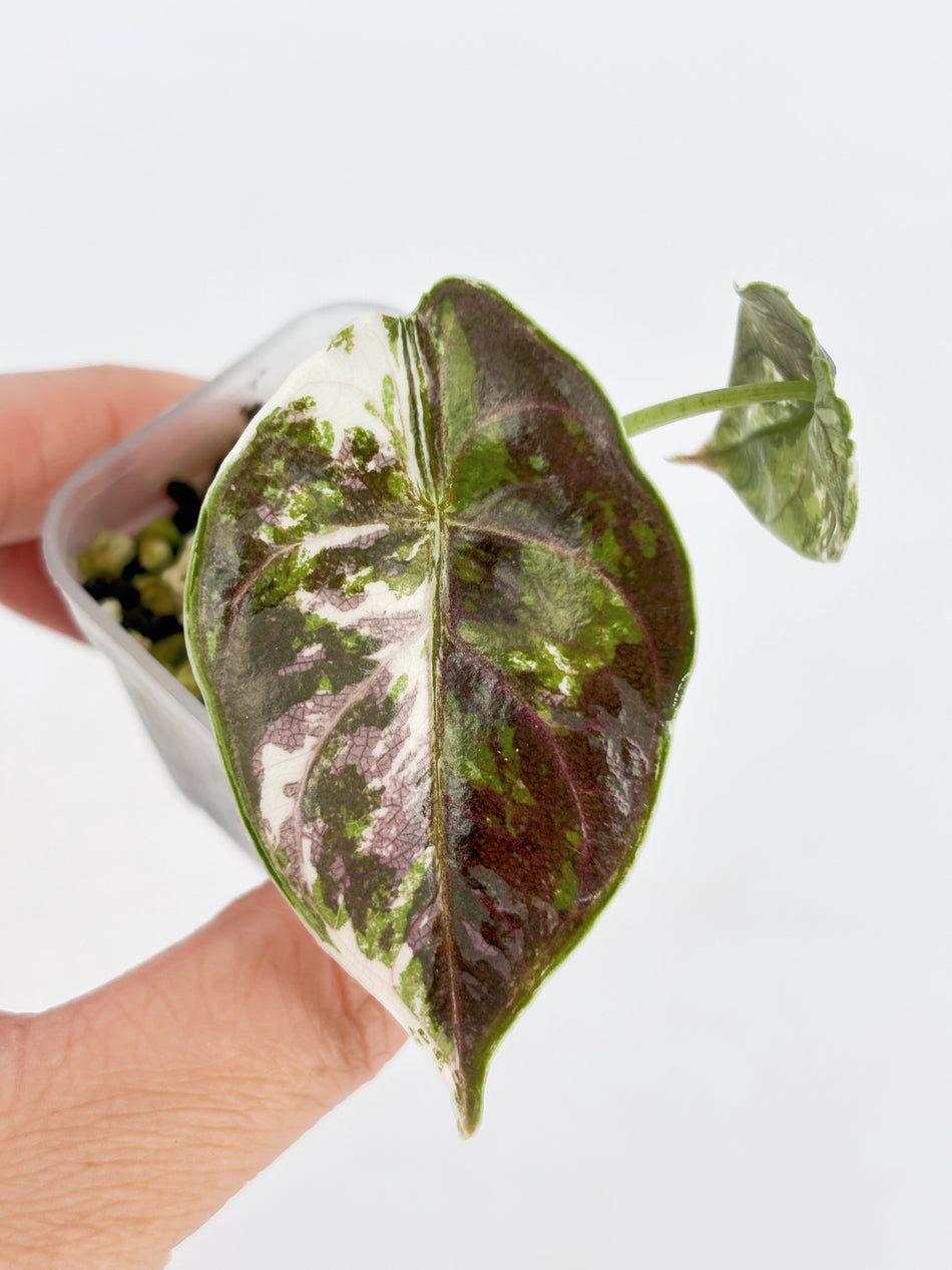 Alocasia Azlanii pink/albo@BC Warehouse