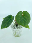 Anthurium King of Spades (KOS)