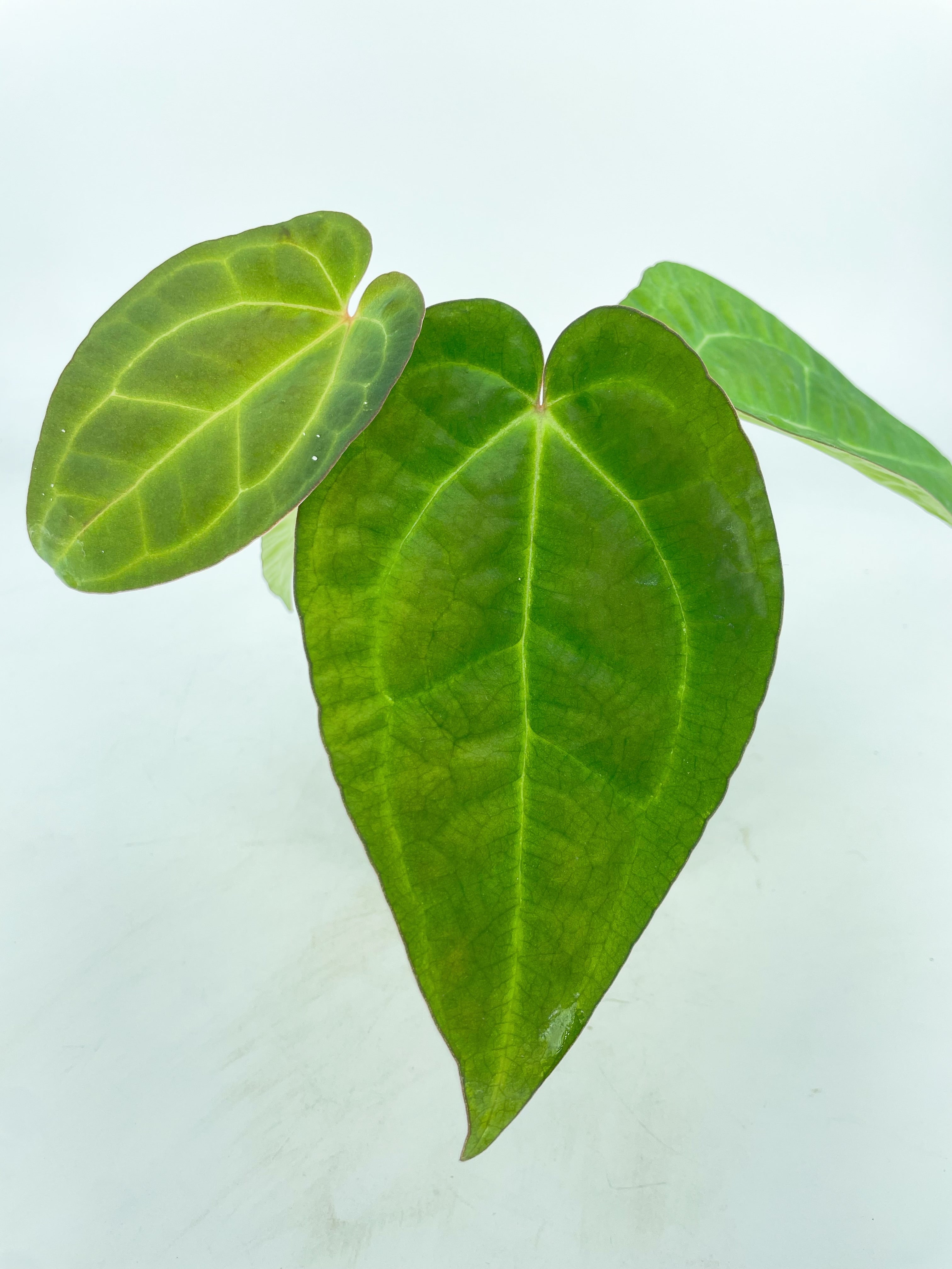 Anthurium Ace of Spades (Tezula dark form) x Warocqueanum