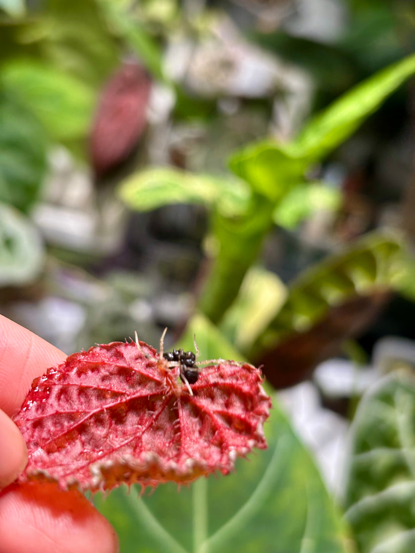 Begonia Pink Urchin@BC Warehouse