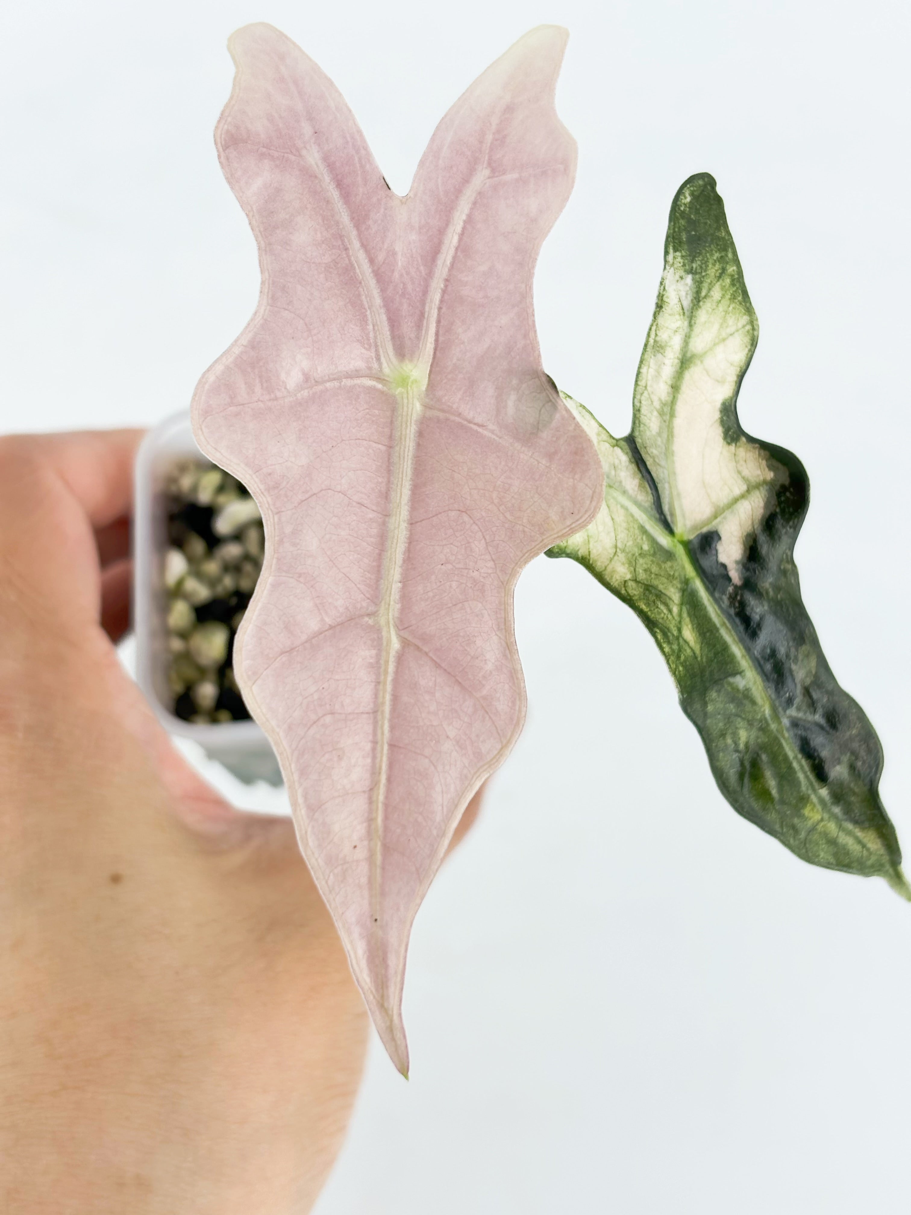 Alocasia Noblis Pink K form @BC Warehouse