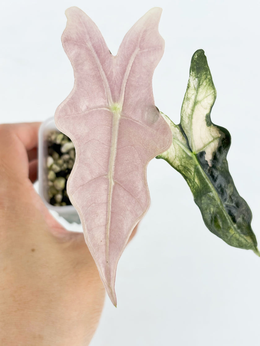 Alocasia Noblis Pink K form @BC Warehouse