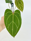 Anthurium (KOS X Red Spider) Self by KartelDaun@BC Warehouse