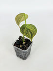 Philodendron Melanochrysum Var@BC Warehouse